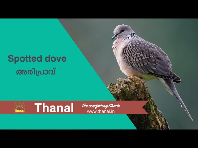 Spotted dove (അരിപ്രാവ്)