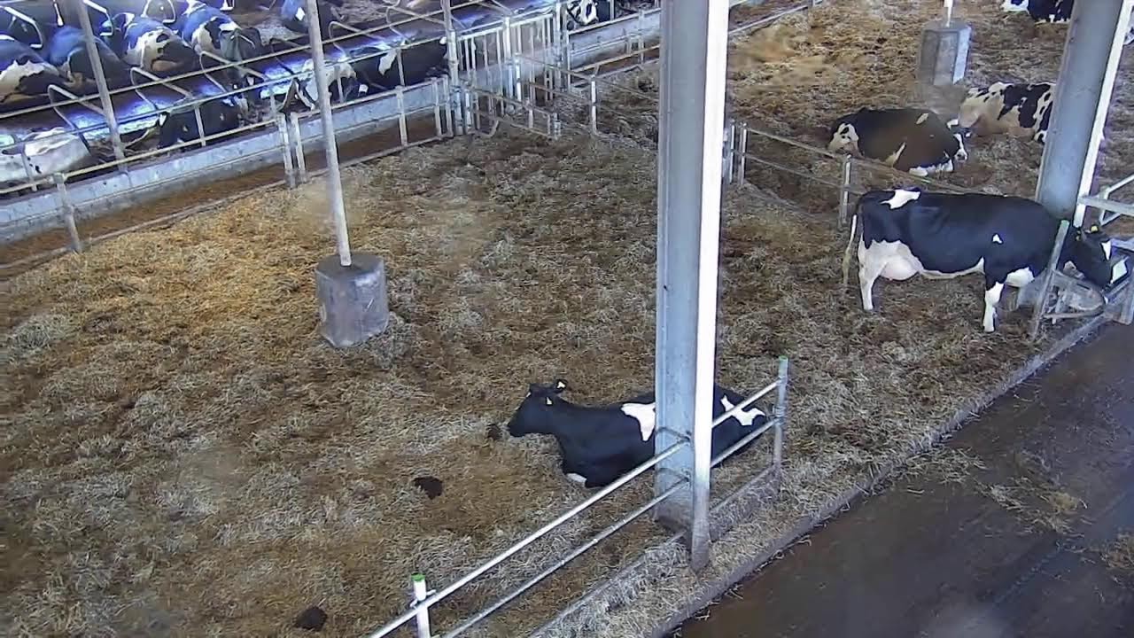 Livestream von Hemme Milch Uckermark - YouTube
