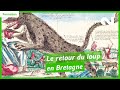 Le retour du loup en bretagne