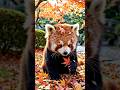 Welcome to the Wild Sage Tribe.#wildlife #shorts #animalkingdom #animallovers #wildanimals