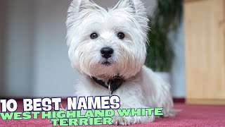 The 10 Best Names for West Highland White Terriers 🐾