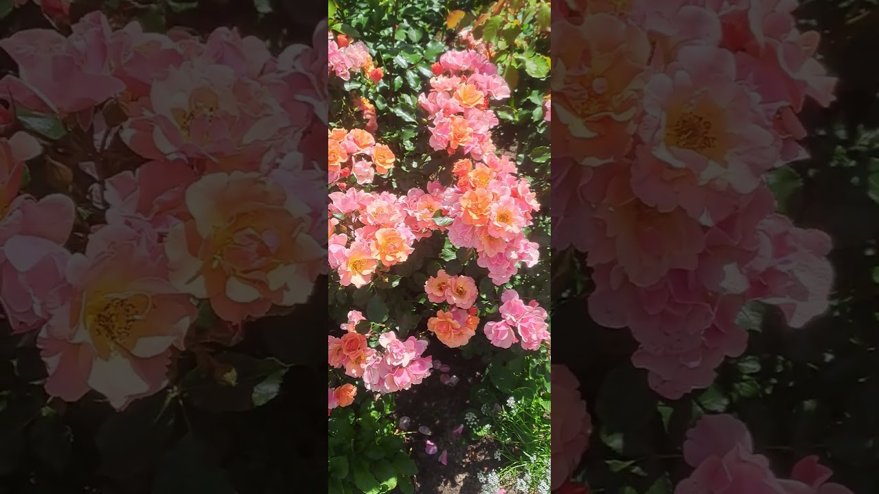 роза Jazz ( джаз Hans Jürgen Evers Германия, 2003)