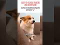 Kaise karoge 🌚 #blox_nightamre #dogmemes #dog #funny