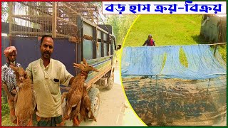 বড় হাস ক্রয়-বিক্রয় । খান হ্যাচারি । মোবাইল- ০১৭৩১-৫৫৩০৭১
