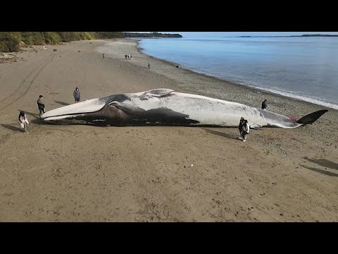 شاهد: حوت أزرق نافق على شاطئ في تشيلي