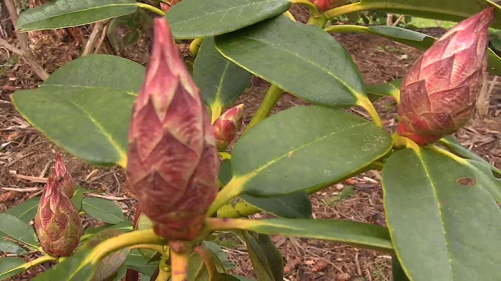 Buds and Blooms (Part 3) | Rhododendrons are Blooming in the Nursery