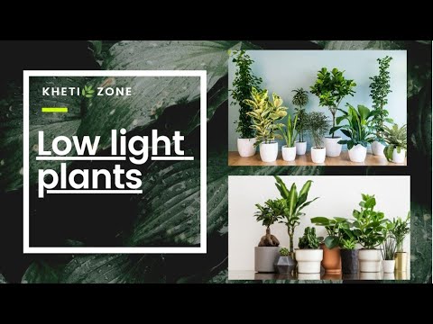 वीडियो: हाउसप्लांट का वाष्पोत्सर्जन - उन पौधों के बारे में जानें जो घर में नमी जोड़ते हैं