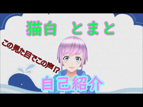 新人Vtuber　猫白とまとの自己紹介!