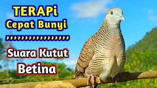 Perkutut Lokal Gacor Suara Besar Pancingan Burung Perkutut Agar Cepat Bunyi.