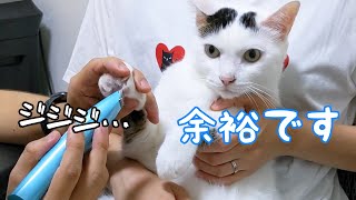 チロとモモの伸びすぎた肉球の毛をカットします！