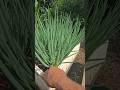 Plantio de cebolinha #cebolinha #cheiroverde #horta