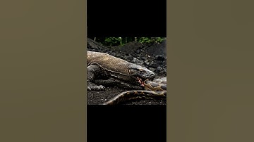 Komodo Dragon vs. Python: BATTLE OF MONSTERS. #KomodoDragon #Python #Battle #Fight #Wildlife #Shorts