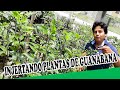 Injerto de plantas de guanábana haciendo uso de la cinta parafilm