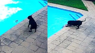 Dog Saves Puppy From Drowning in a Pool