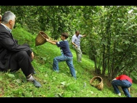 fındık bahçesinde kavga,Komedi videoları,Komik video