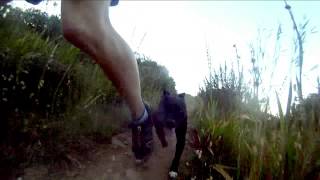 Gopro Trail Running - Cape Town - Lions Head - Staffordshire Bull Terrier