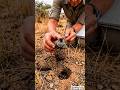 I Put a Camera on Beetle to know it's POV 😮 | MicroAnimal POV #shorts #pov