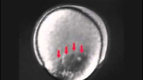 Zebrafish Development   DnaTube com   Scientific Video and Animation Site