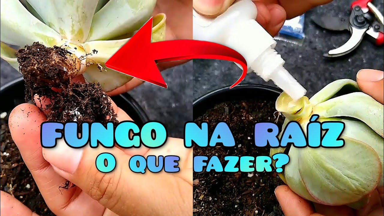 SUCULENTAS COM FUNGO | O QUE FAZER PRA RETIRAR O FUNGO DAS RAÍZES? 😱 / Jardim de Suculentas