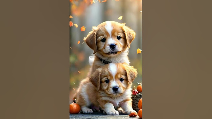 "Fall in Love with These Furry Friends" #cute  #dog#dogsinging #annanapathiya #ranubombaikiranu