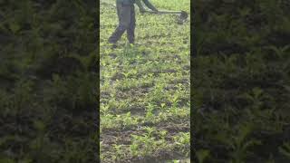 agriculture practice  #farmequipment #gk #iforming #trendingreels #shortreel #trending #virelreels
