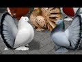 Fantail pigeons fantail kabootar kabutar birds pets fancypigeon