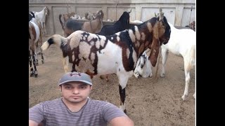 EID UL ADHA 2020 l QURBANI l BAKRA MANDI DUBAI l SASTI BAKRA MAHDI l AHSOON VLOGS