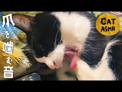 ?ASMR｜猫をガリガリと爪を噛むグルーミングの音 #140