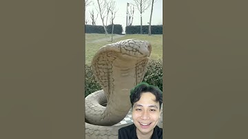 Con rắn hổ mang giả bự quá