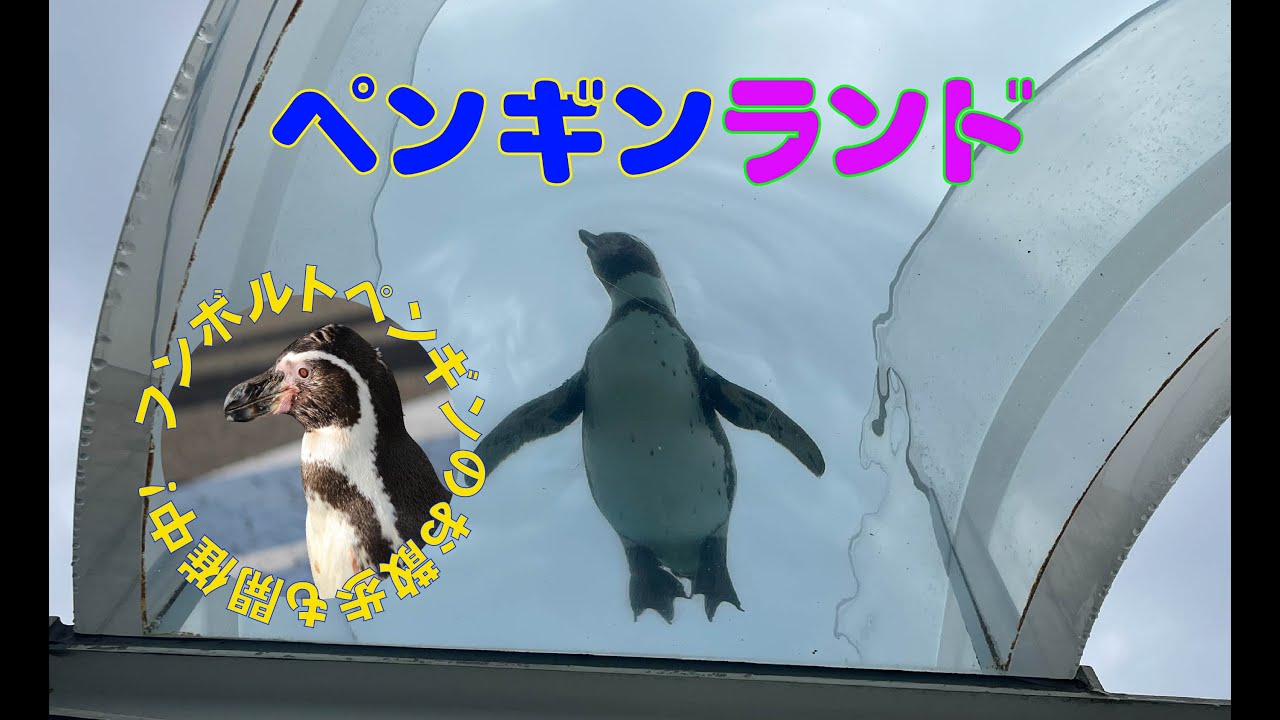 ペンギン 歩いて泳ぐペンギン工作セット | HLJ.co.jp