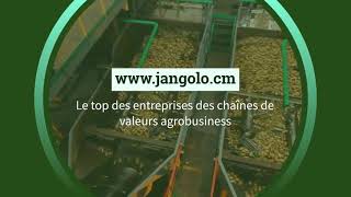Jangolo Search