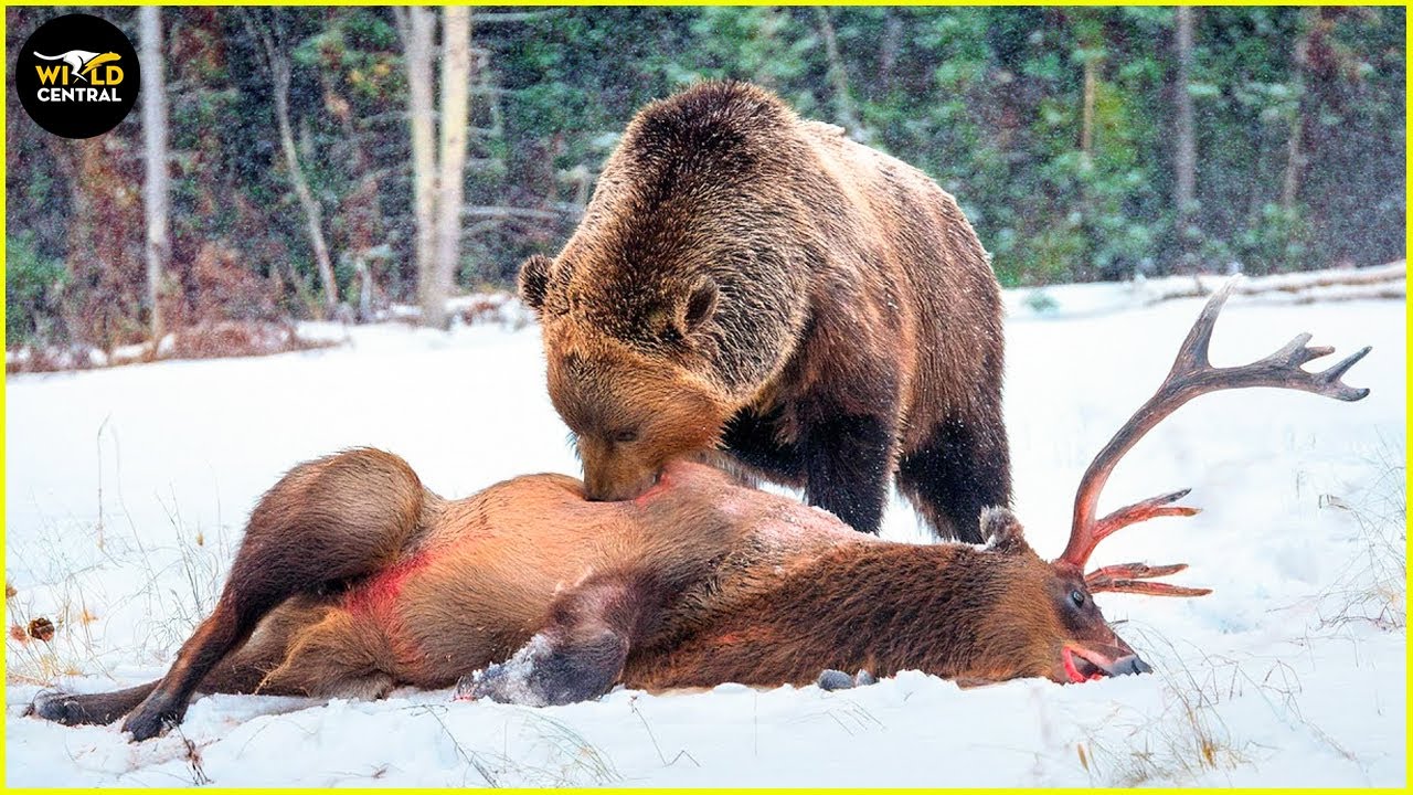 Most Savage Grizzly Bear Attacks Attacks Caught on Camera! | Animal