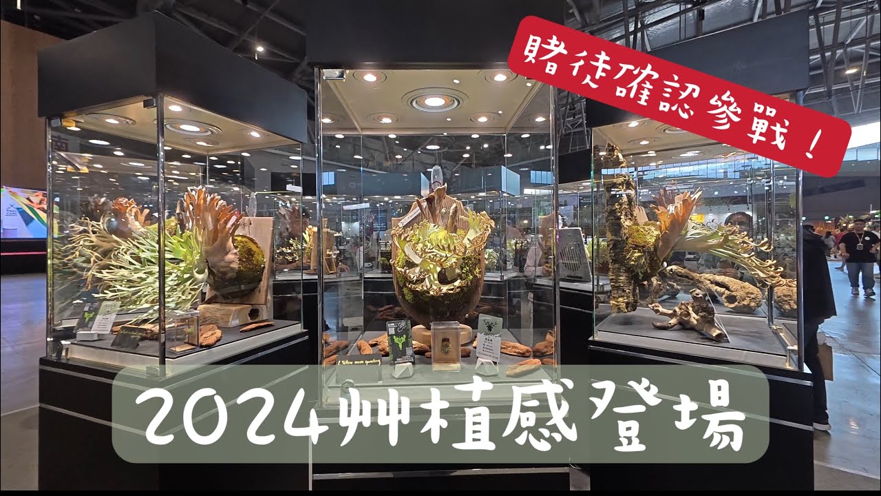 神獸登場，大鹿角蕨時代來臨！—2024艸植感第一現場開跑—