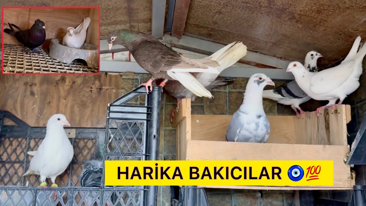 PAZARDAN ALDIĞIMIZ BAKICILARI İNCELEDİK - ARAP BEYAZ YUMURTLADI- Taklacı Güvercin Oyunkuşu