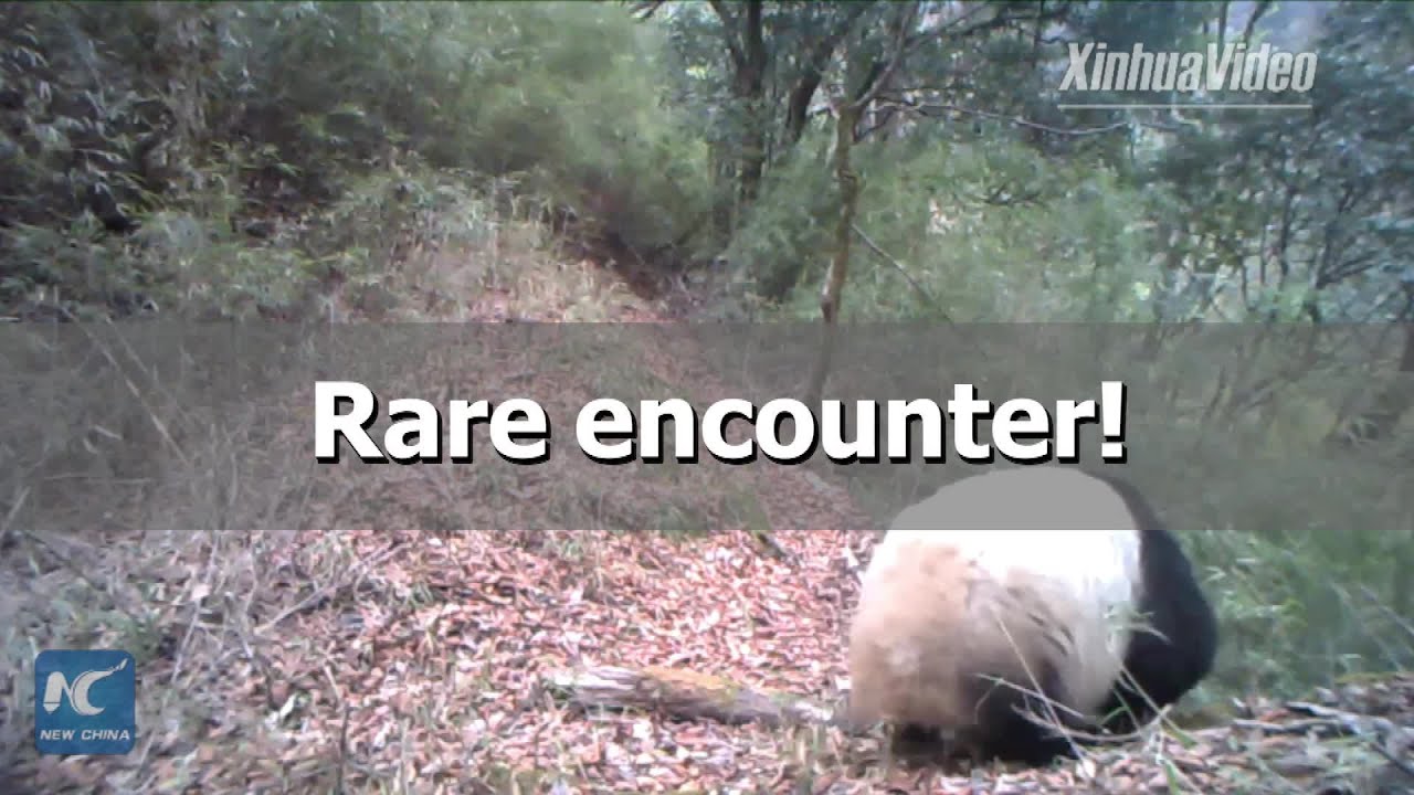 tv kanalları Wild panda mother, cub captured on video in NW China