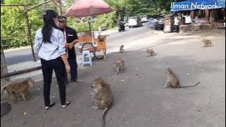 Ngopi & Nongkrong bareng Raja Monyet di Hutan Plangon Cirebon
