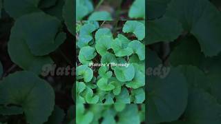 Gotu Kola The Brain Herb For Focus U0026 Circulation gotukola brainhealth shorts