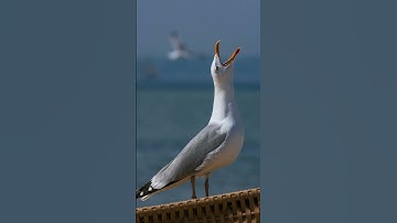 Thumbnail of seagull sound
