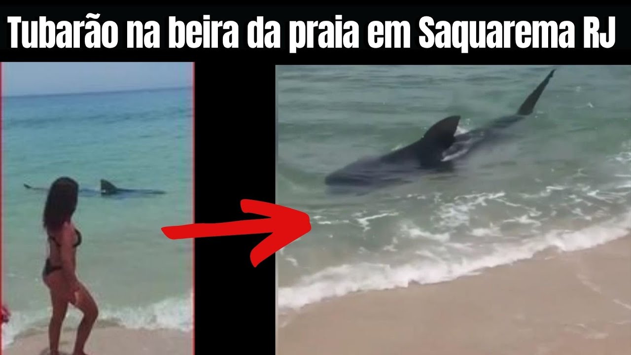 Tubarão na beira da praia em Saquarema RJ | Biólogo Henrique