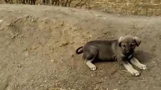 Sokak Köpeklerini Sevme