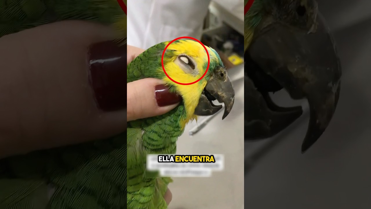 ¡El Veterinario Se Sorprendió Por Lo Que Hizo El Loro! (📸: @vanessaviude /TT)