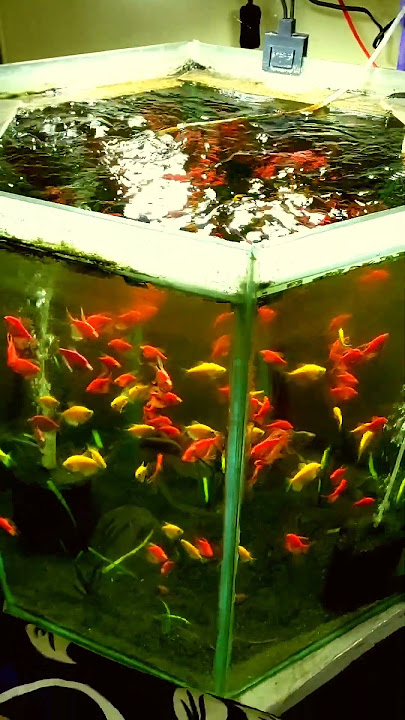 Glowing GloFish ❤️💛💚💙💜  | Update 31