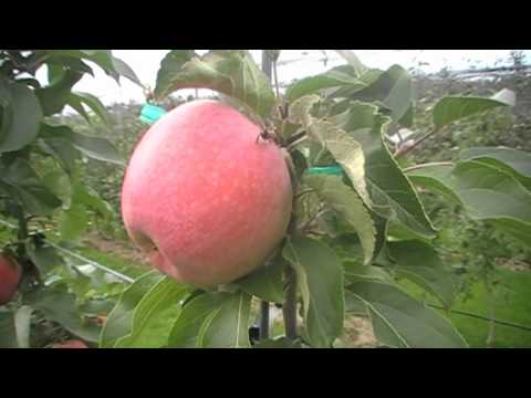 Wideo: Bożonarodzeniowa jabłoń: opis, zdjęcia, recenzje, cechy pielęgnacji i uprawy