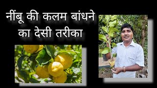 नींबू की कलम बांधने का देसी तरीका!Lemon Grafting Desi Way of