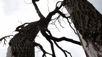 Dead dead tree in the forest against the sky. Twisted branches. Mystical atmosphere. Result of