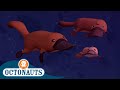 Octonauts The Duck Billed Platypus Cartoons For Kids Underwater Sea Education