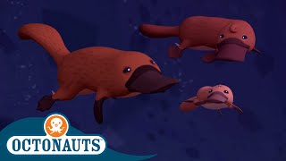 Octonauts  The Duck Billed Platypus | Cartoons for Kids | Underwater Sea Education