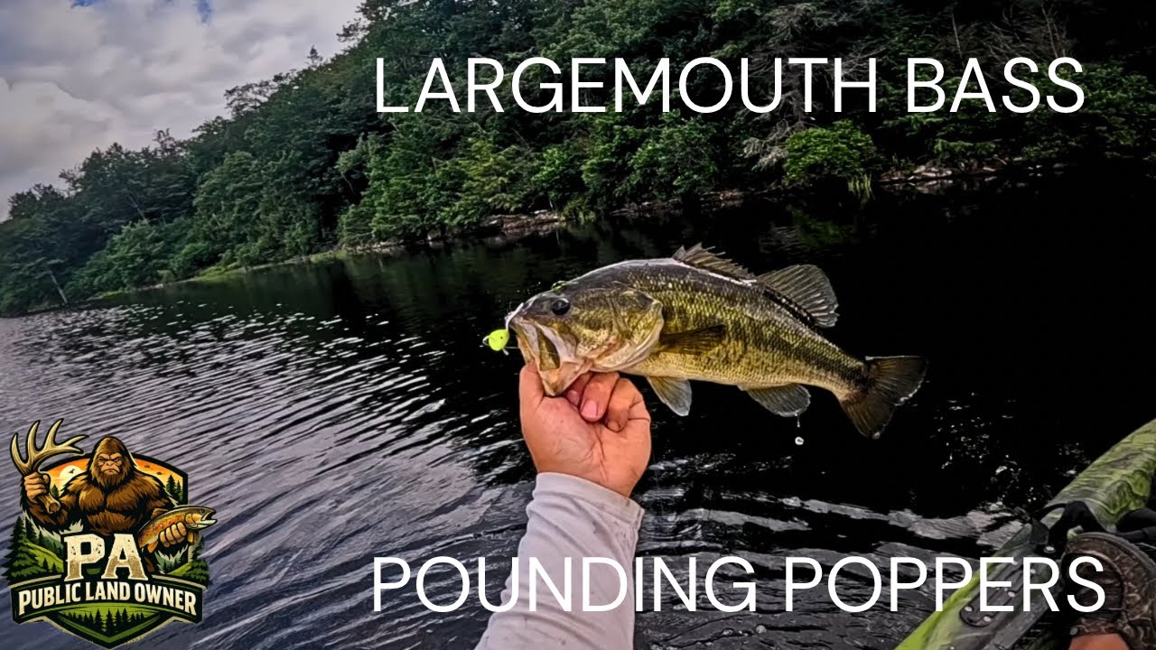Fly Fishing Largemouth Bass: Early Morning Topwater
