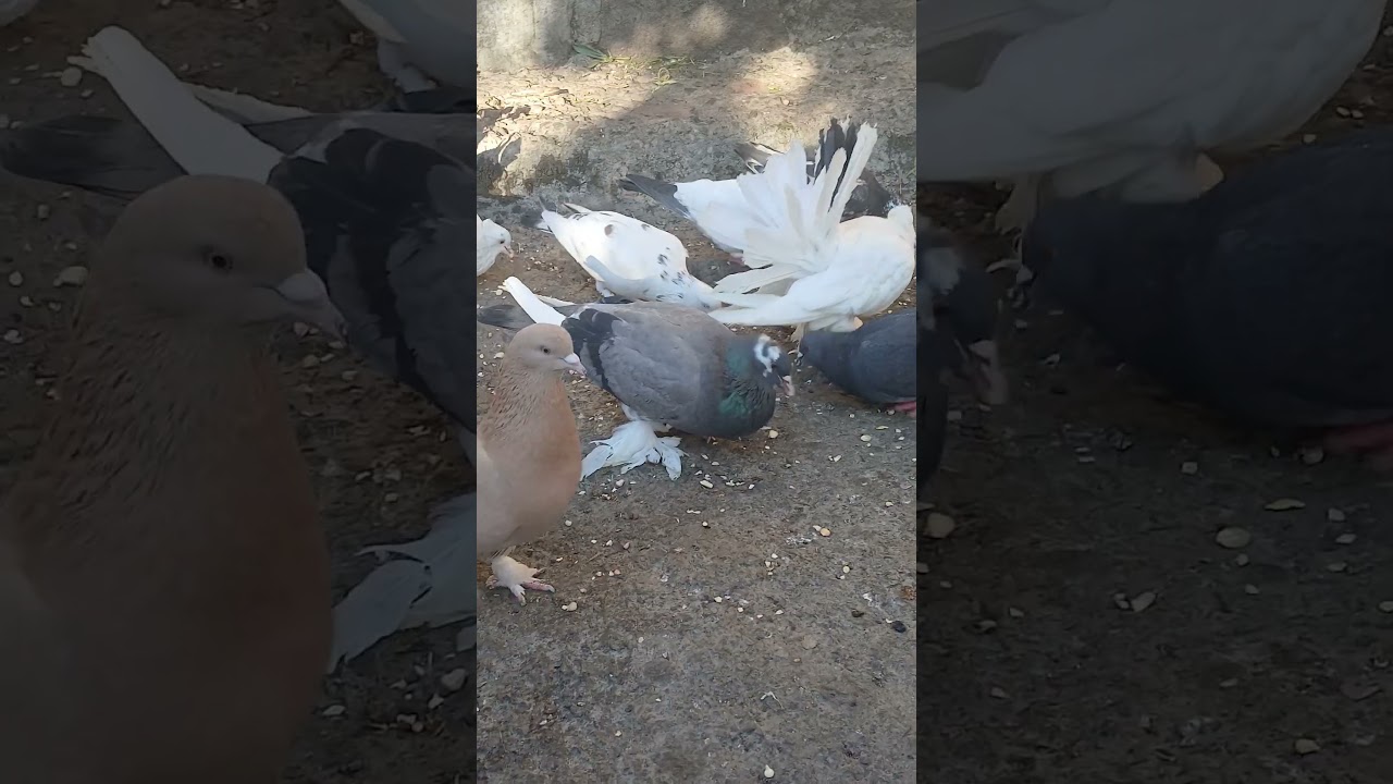 Pigeon review 🥰 pigeon | homingpigeons | pigeon dreams