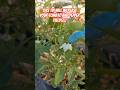 This tip will increase your tomato and pepper yields!